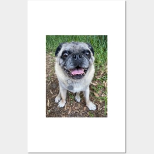 Cute pug dog sitting near grass Posters and Art